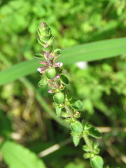 Stachys crenata