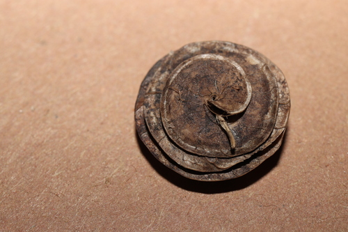 Medicago orbicularis, photograph 3
