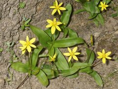 Pauridia gracilipes gracilipes