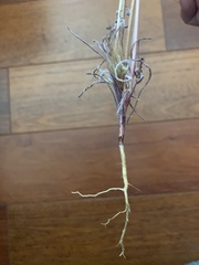 Asteraceae