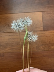 Asteraceae