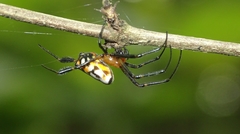 Leucauge fastigata