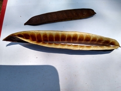 Leucaena macrophylla