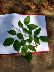 Leucaena macrophylla