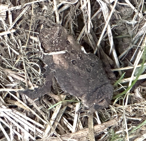 American Toad