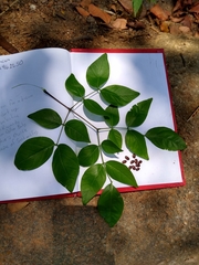 Leucaena macrophylla