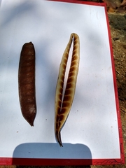 Leucaena macrophylla