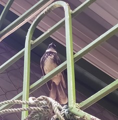 Rhipidura albogularis