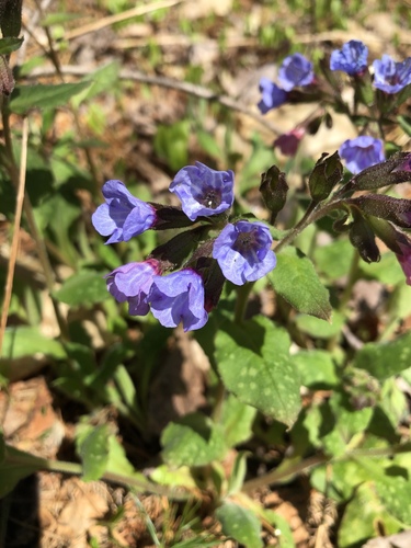 Pulmonaria officinalis