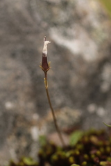 Soldanella