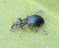 Ceratapion gibbirostre