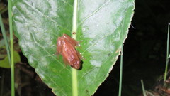 Dendropsophus nanus