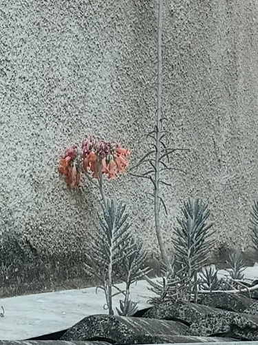 Mother of Millions