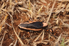 Phrynomantis bifasciatus