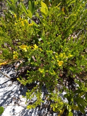Hypericum tenuifolium