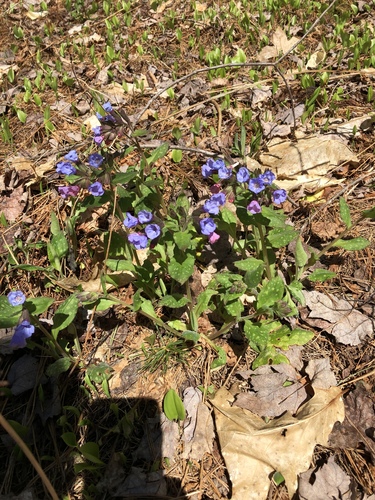 Pulmonaria officinalis