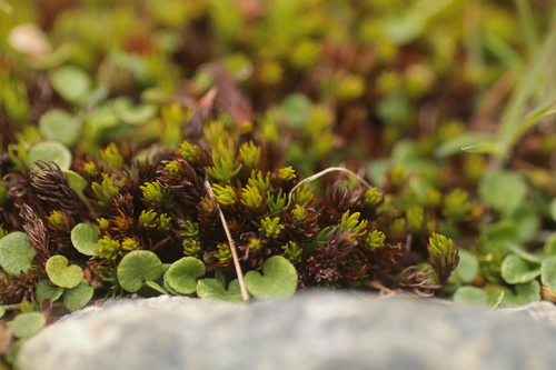 Image of Polytrichastrum sexangulare by (c) Christina s.l., some rights reserved (CC BY)