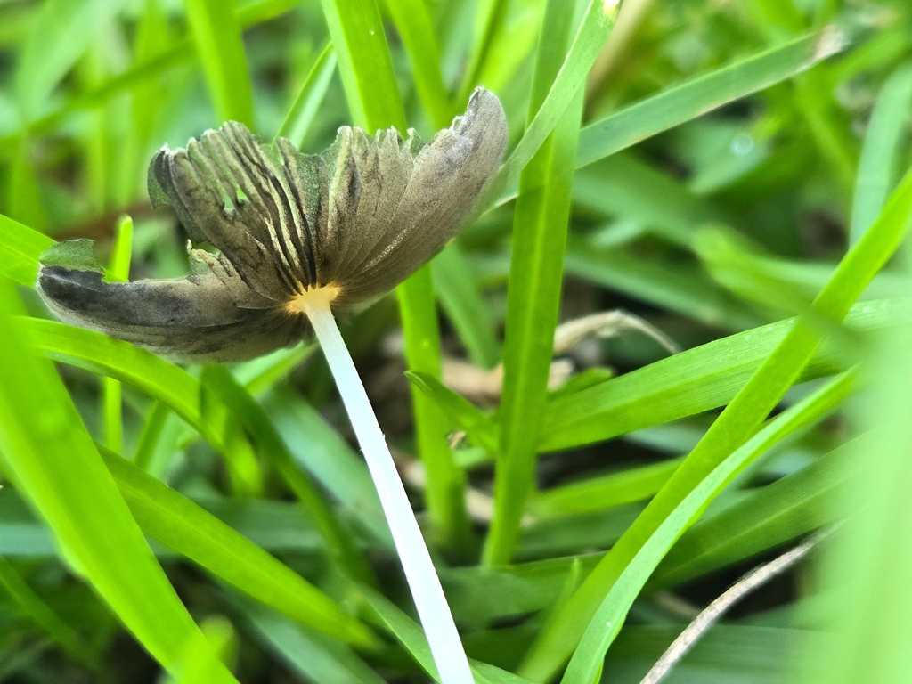 pleated inkcap · July 2026 · photo: Photo: no rights reserved · iNaturalist