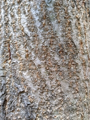 Leucaena macrophylla