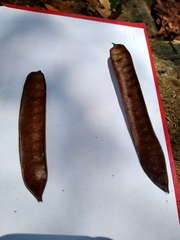 Leucaena macrophylla
