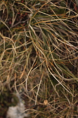 Carex curvula