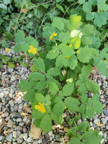 Greater celandine