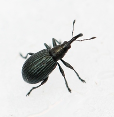 Ischnopterapion virens
