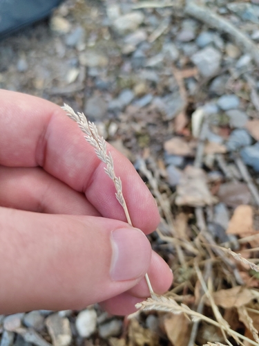 Catapodium marinum, photograph 6
