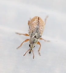 Malvapion malvae