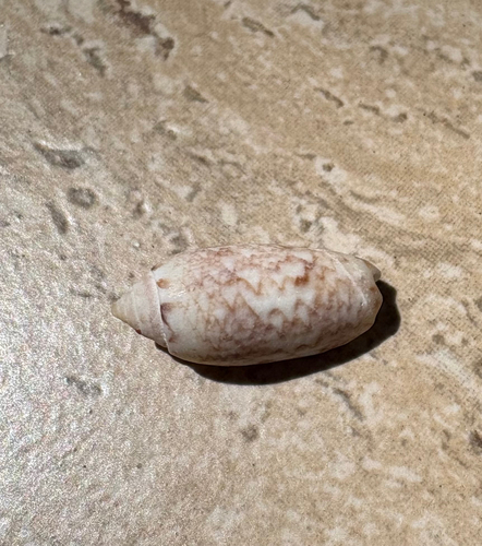 oliva reticularis, 2026-07-29