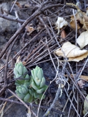 Sedum ebracteatum