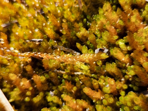 Drepanocladus turgescens observed 2026-07-13