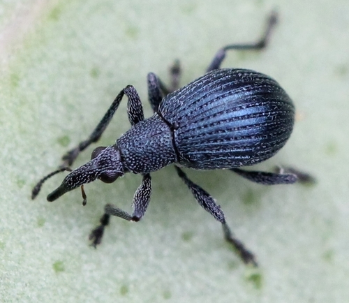 Representative image of Oxystoma