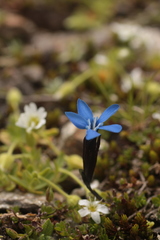 Gentiana bavarica