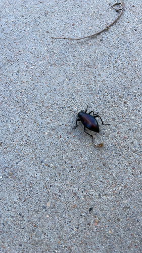 Eleodes longicollis