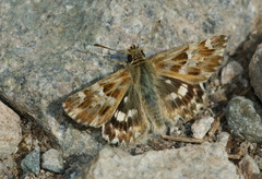 Muschampia lavatherae
