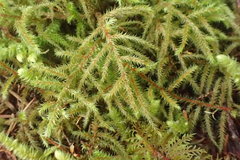 Antitrichia curtipendula