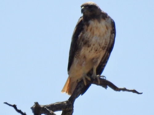 Western Red-tailed Hawk seen in Sonoma Valley