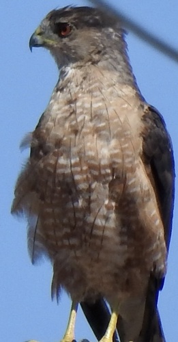 Cooper's Hawk seen in Sonoma Valley