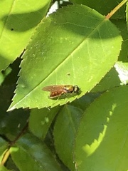 Chloromyia