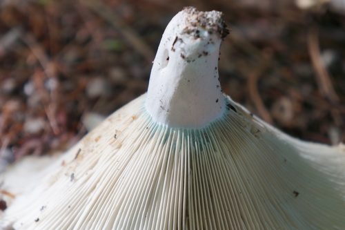 Short-stemmed Russula