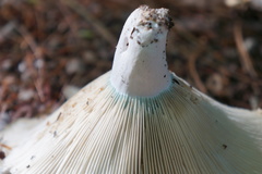 Russula brevipes acrior
