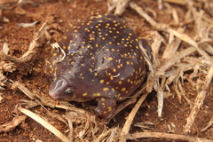 Hemisus guttatus