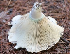 Russula brevipes acrior