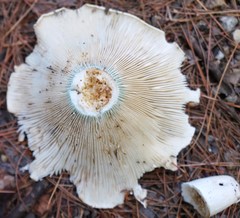Russula brevipes acrior