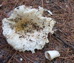 Russula brevipes acrior