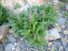 Primula parryi