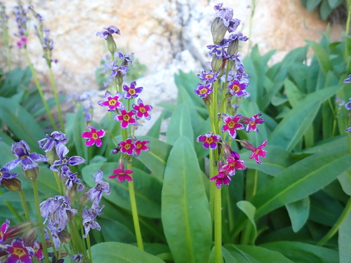 Primula parryi, photograph 1