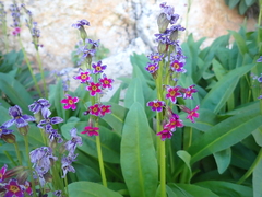Primula parryi, photograph (c) crothfels, some rights reserved (CC BY)