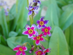Primula parryi, photograph (c) crothfels, some rights reserved (CC BY)
